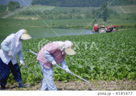 北海道・酪農・農業風景 6585877