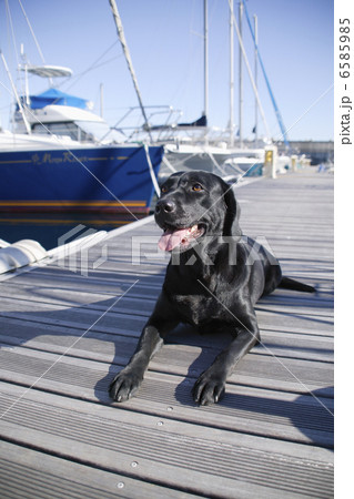 DOGS 生活編 6585985