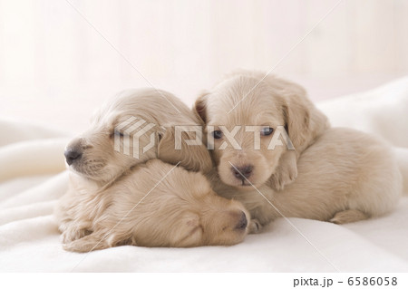 かわいい子犬 6586058