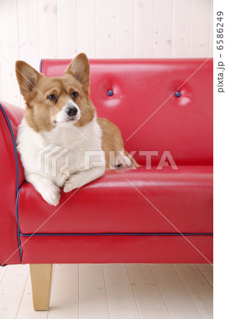 DOGS 生活編 DOGS 生活編 6586249