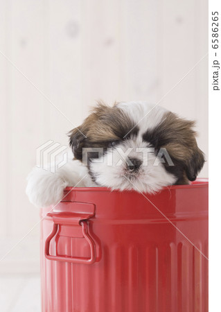 かわいい子犬 かわいい子犬 6586265