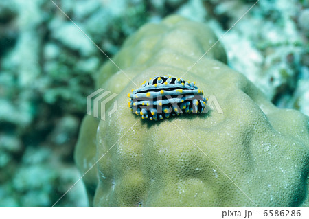 海と魚と珊瑚礁 6586286
