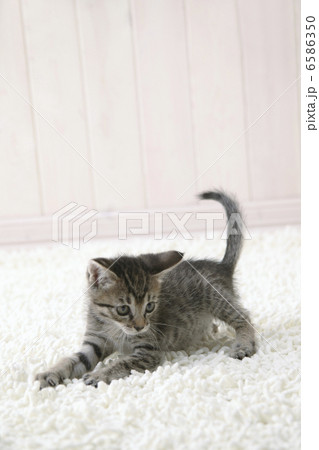 CATS CATS 6586350