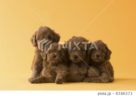 集まれ！子犬と子猫 6586371