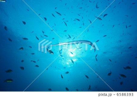 海中世界 6586393