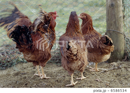 食の産業　農業編 6586534