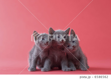 集まれ!子犬と子猫 集まれ!子犬と子猫 6586562
