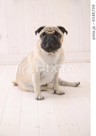 DOGS 生活編 DOGS 生活編 6586709