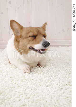 DOGS 生活編 6586741