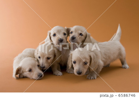 集まれ！子犬と子猫 6586746