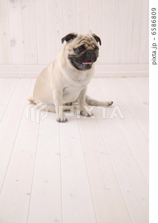 DOGS 生活編 6586809