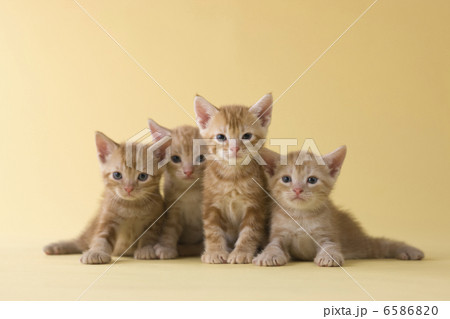 集まれ!子犬と子猫 集まれ!子犬と子猫 6586820