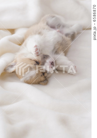 かわいい子犬 6586870