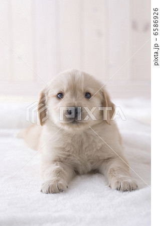 かわいい子犬 かわいい子犬 6586926