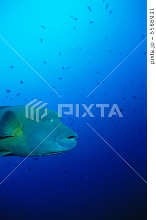 海中世界 海中世界 6586931