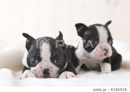 かわいい子犬 6586938
