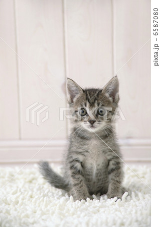 CATS CATS 6587080