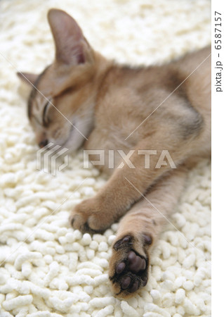 CATS 6587157