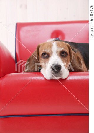 DOGS 生活編 6587176