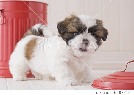 かわいい子犬 6587210