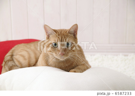 CATS 6587233