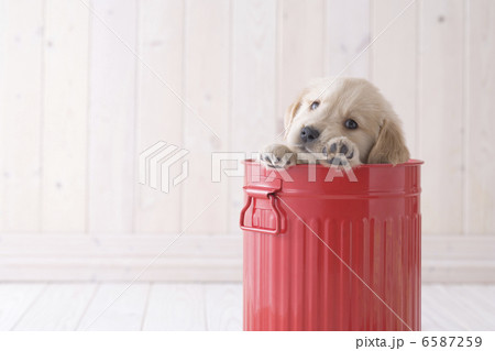 かわいい子犬 かわいい子犬 6587259