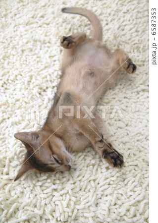 CATS 6587353