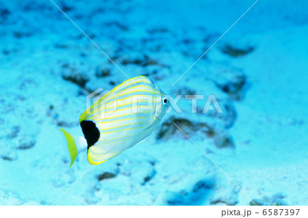 海と魚と珊瑚礁 海と魚と珊瑚礁 6587397