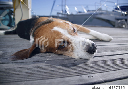 DOGS 生活編 6587536