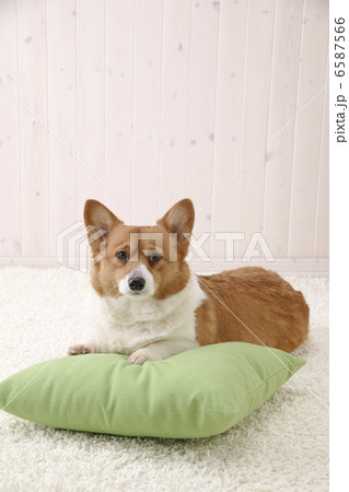 DOGS 生活編 6587566