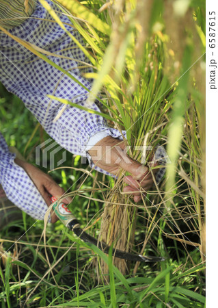 米作り 6587615