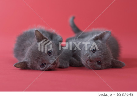 集まれ！子犬と子猫 6587648