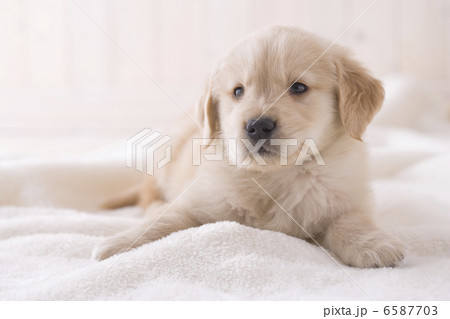 かわいい子犬 かわいい子犬 6587703