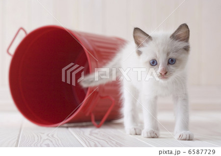 かわいい子猫 かわいい子猫 6587729