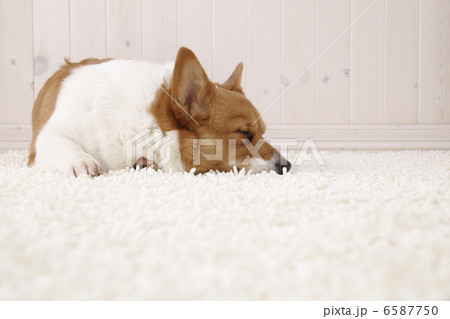 DOGS 生活編 6587750