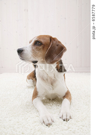 DOGS 生活編 6587779