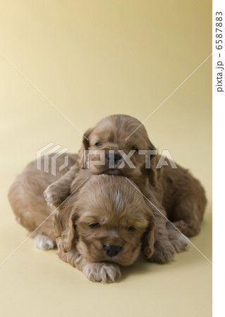 集まれ！子犬と子猫 6587883