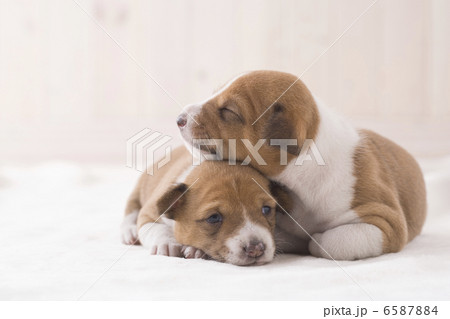 かわいい子犬 6587884