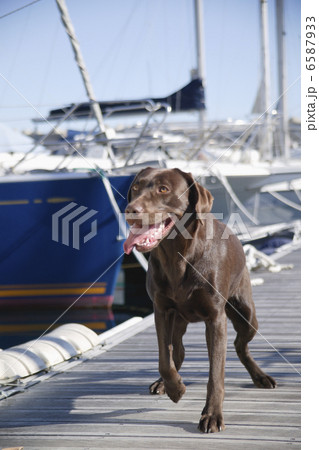 DOGS 生活編 DOGS 生活編 6587933