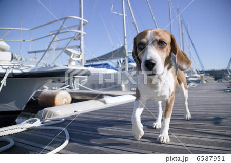 DOGS 生活編 6587951