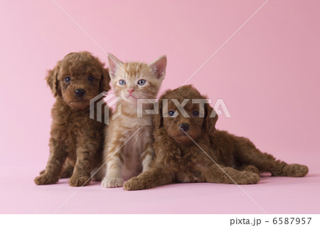 集まれ！子犬と子猫 6587957