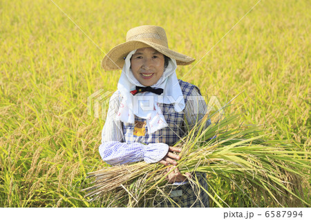 米作り 6587994