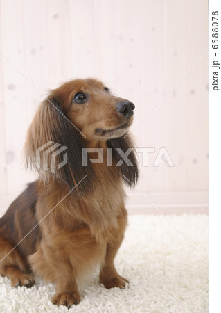 DOGS 生活編 6588078
