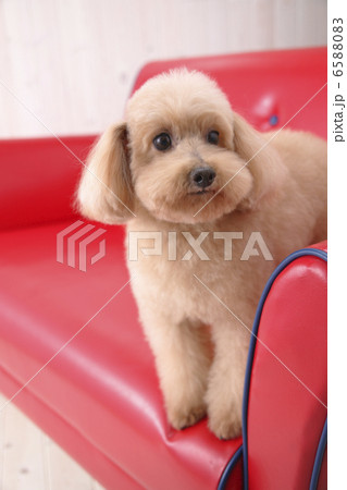 DOGS 生活編 6588083