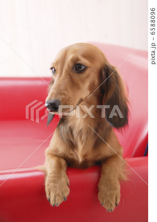 DOGS 生活編 6588096