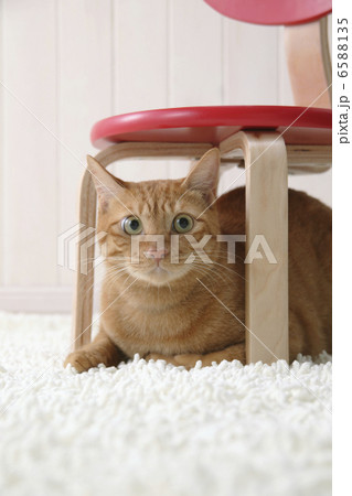 CATS 6588135
