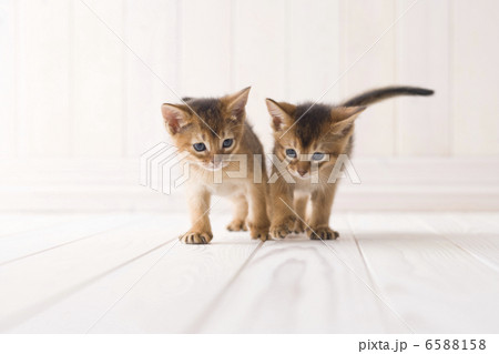 かわいい子猫 6588158