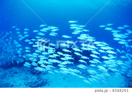 海中世界 6588201