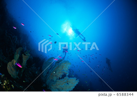 海中世界 海中世界 6588344