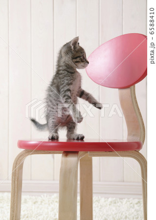 CATS CATS 6588410